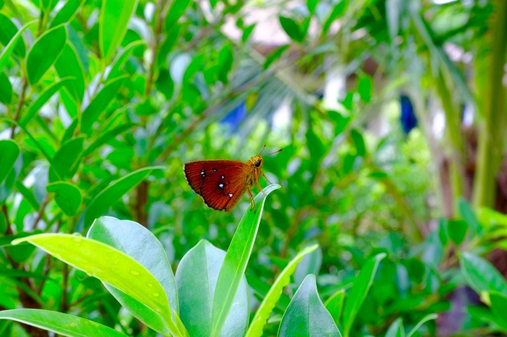 The Nature House Aonang Krabi Thailand Villa Ao Nang Ngoại thất bức ảnh