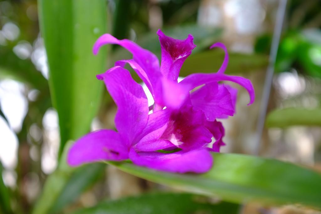 The Nature House Aonang Krabi Thailand Ao Nang Ngoại thất bức ảnh
